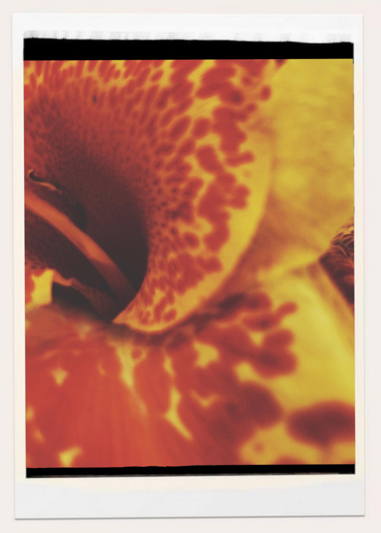 Flower on film
