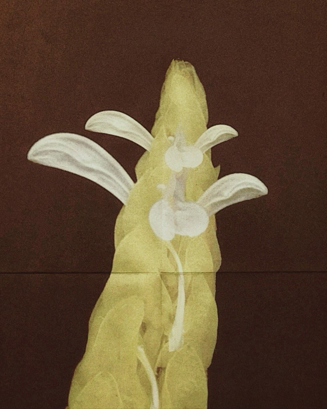 Flower on film